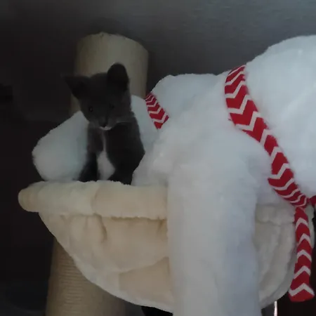 Levens Terrace, Therapy