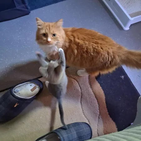 Pansiyon Levens Terrace, Therapy *