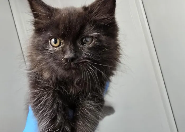 Levens Terrace, Therapy Barrow-in-Furness