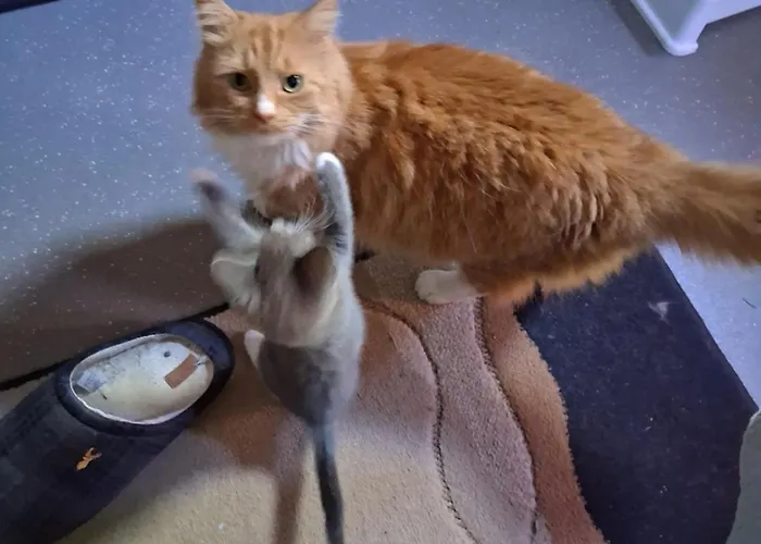 Habitación en casa particular Levens Terrace, Therapy *