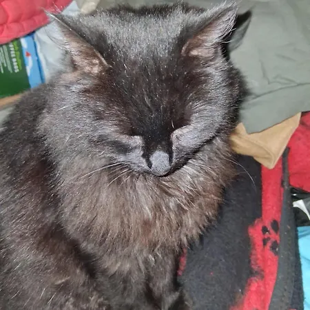 Levens Terrace, Therapy *