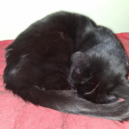 Levens Terrace, Therapy Проживание в семье