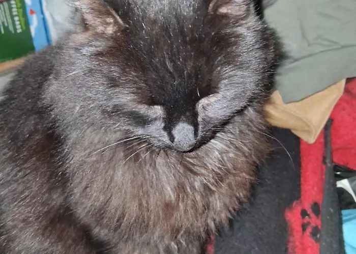 Levens Terrace, Therapy *