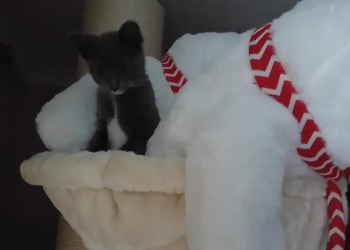 Levens Terrace, Therapy