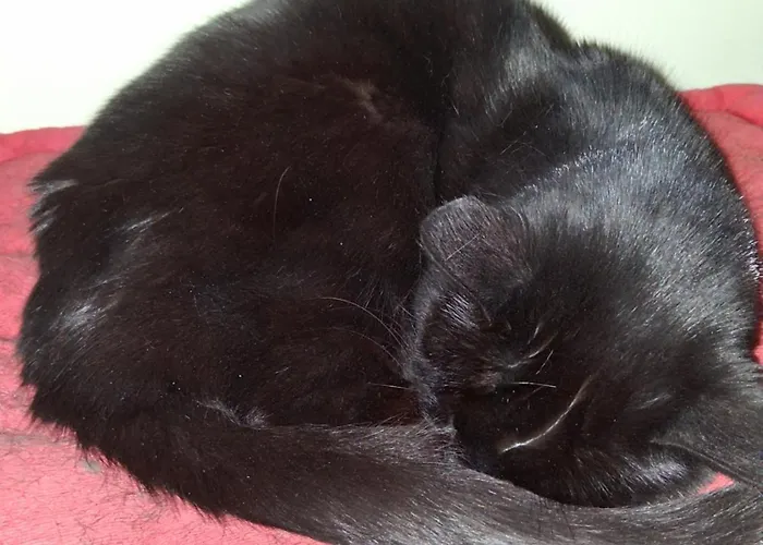 Levens Terrace, Therapy Homestay